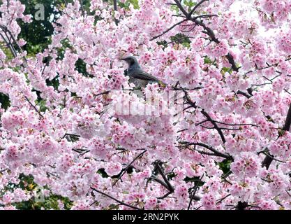 (150320) -- TOKIO, 20. März 2015 -- Foto vom 20. März 2015 zeigt Kirschblüten in einem Park in Tokio. ) JAPAN-TOKIO-KIRSCHBLÜTE MaxPing PUBLICATIONxNOTxINxCHN Tokio 20. März 2015 Foto aufgenommen AM 20. März 2015 zeigt Kirschblüten in einem Park in Tokio Japan Tokio Kirschblüte PUBLICATIONxNOTxINxCHN Stockfoto