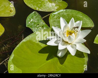 Weißer Lotus mit gelbem Pollen auf der Teichoberfläche, die selige Lotusblüte, die im See wächst. Hochwertige Fotos Stockfoto