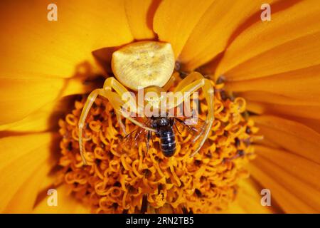 Goldrute Fängt Wildbienen. Floral Crab Spider Frisst Gefangenes Insekt In Der Gelben Gerbera-Blume. Stockfoto