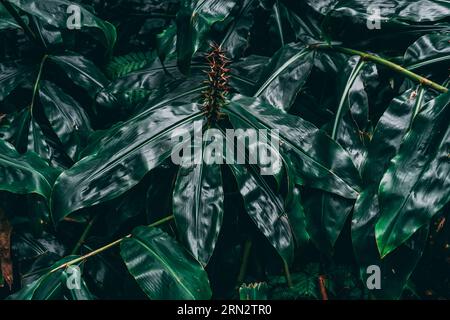 Dunkelgrünes Pflanzenmuster Stockfoto
