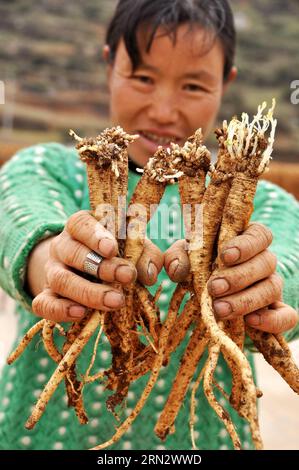 WEINING, 26. März 2015 -- Ein Bewohner zeigt chinesisches medizinisches Material codonopsis pilosula im Weining County, südwestchinesische Provinz Guizhou, 26. März 2015. Die Anbaufläche für pflanzliche Arzneimittel lag 2014 im County bei 161.000 mu (etwa 10.733 Hektar), mit einem Produktionswert von über 700 Millionen Yuan (112,6 Millionen US-Dollar). (mp) CHINA-GUIZHOU-WEINING COUNTY-HERBAL MEDICINE (CN) YangxWenbin PUBLICATIONxNOTxINxCHN Weining März 26 2015 ein Bewohner zeigt chinesische medizinische Material Codonopsis pilosula im Weining County Südwesten Chinas S Guizhou Provinz März 26 2015 The Pla Stockfoto