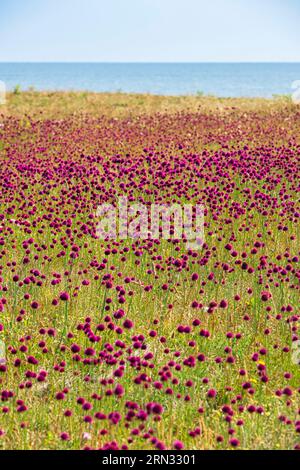 Frankreich, Morbihan, Insel Hoedic, Feld von Rundköpflauch oder Rundköpflauch (Allium sphaerocephalon) Stockfoto