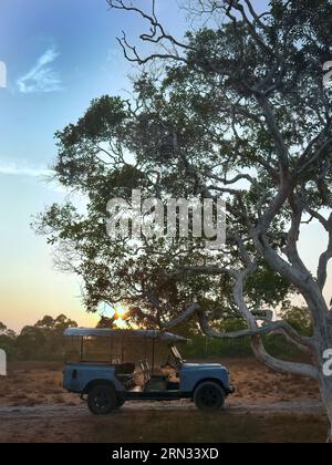 Seitenansicht eines alten alten Land rover, Jeep-Parkplatz in Savanne Trockenfeld gegen Sonnenaufgang am frühen Morgen in der Nähe von riesigen Baumzweigen, ruhige Szene Stockfoto