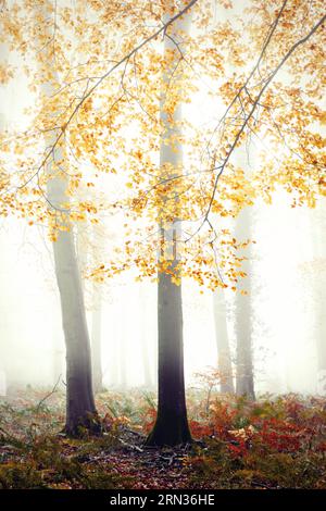 Buchen im Nebel, Wiltshire, Großbritannien Stockfoto