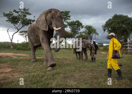 HARARE, 7. April 2015 -- männlicher Elefant Boxer tritt am 7. April 2015 in einem Wildpark in Selous, 70 km von Harare, der Hauptstadt Simbabwes, einen Ball während eines Elefanten-Interaktionsprogramms. Zimbabwe ist Heimat von etwa 80.000 bis 100.000 Elefanten und gilt als eines der weltweit besten Elefantenheiligtümer. Tierschutzgruppen schlagen vor, Ökotourismus zu entwickeln, der Einnahmen aus dem Tourismus generiert und gleichzeitig dazu beiträgt, die Wildtiere in ihrer Komfortzone zu schützen. ) ZIMBABWE-HARARE-TOURISM-ELEPHANTS XuxLingui PUBLICATIONxNOTxINxCHN Harare 7. April 2015 männlicher Elefant Boxer tritt einen Ball während der Elephant Interacti Stockfoto