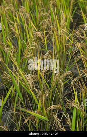 Frankreich, Gard, Generargues in Richtung Anduze, Bambouseraie en Cévennes (Bambusgarten), Camargue-Reisplantage Stockfoto