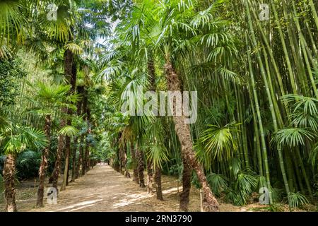 Frankreich, Gard, Generargues in Richtung Anduze, Bambouseraie en Cévennes (Bambusgarten), Bambuswald Stockfoto