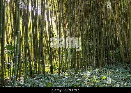 Frankreich, Gard, Generargues in Richtung Anduze, Bambouseraie en Cévennes (Bambusgarten), Bambuswald Stockfoto