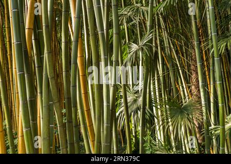 Frankreich, Gard, Generargues in Richtung Anduze, Bambouseraie en Cévennes (Bambusgarten), Bambuswald Stockfoto