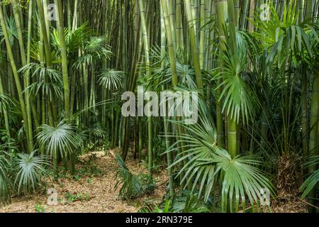 Frankreich, Gard, Generargues in Richtung Anduze, Bambouseraie en Cévennes (Bambusgarten), Bambuswald Stockfoto