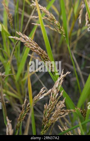 Frankreich, Gard, Generargues in Richtung Anduze, Bambouseraie en Cévennes (Bambusgarten), Camargue-Reisplantage Stockfoto