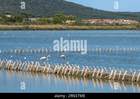 Frankreich, Herault, Frontignan, rosa Flamingos (Phoenicopterus roseus) im Teich von Ingril in der alten Saline Stockfoto