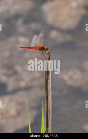 Frankreich, Gard, Vauvert, Petite Camargue, Scamandre Regional Nature Reserve, Scharlachrote Libelle (Crocothemis erythraea) oder breiter Scharlach, gemeiner scharlachroter Darter Stockfoto