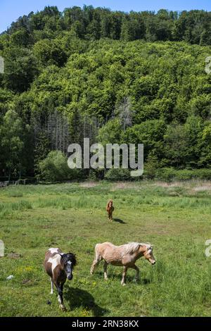 Frankreich, Bas Rhin, regionaler Naturpark der nördlichen Vogesen, Lembach, Pferde auf einer Wiese Stockfoto