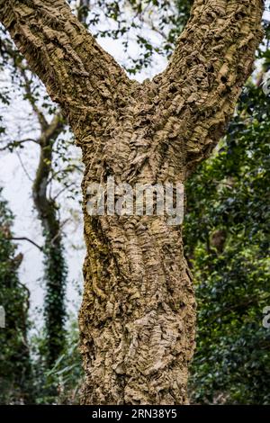 Frankreich, Côtes-d'Armor, Plouguiel, der botanische Garten von Kestellic, klassifiziert als bemerkenswerter Garten, Eichenkork Stockfoto