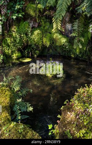 Frankreich, Côtes-d'Armor, Plouguiel, der botanische Garten von Kestellic, der als bemerkenswerter Garten eingestuft wird Stockfoto