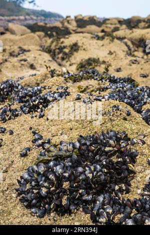 Frankreich, Cotes-d'Armor, Cote de Granit Rose, Trébeurden, Insel Millau, Schwärme wilder Muscheln bei Ebbe Stockfoto