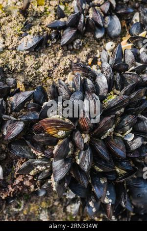 Frankreich, Cotes-d'Armor, Cote de Granit Rose, Trébeurden, Insel Millau, Schwärme wilder Muscheln bei Ebbe Stockfoto