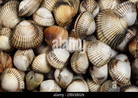 Frankreich, Somme, Le Crotoy, Fischerstall, Schnalle oder Weiße Schnalle (Cerastoderma edule oder Cardium edule) Stockfoto