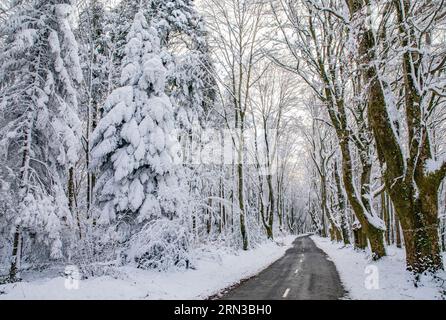 Frankreich, Tarn, Alban, Straße im Winter in den Monts d'Alban Stockfoto