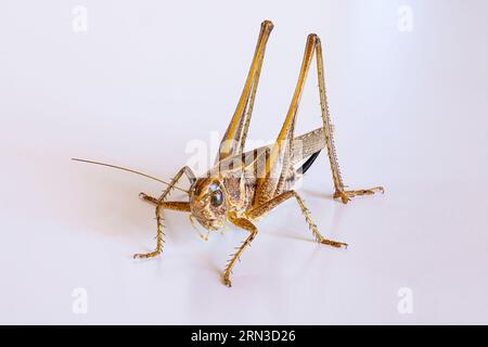 Frankreich, Vendee, L'Ile d'Olonne, braune gefleckte Buschkricket (Tessellana tessellata) Stockfoto