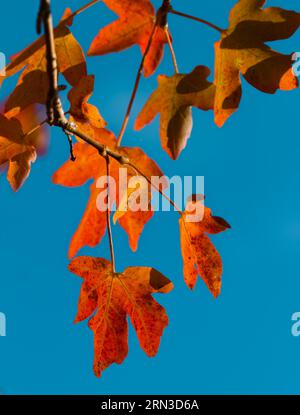 Rote, orangefarbene Ahornblätter im Herbst, New Forest UK, gegen Einen blauen wolkenlosen Himmel Stockfoto