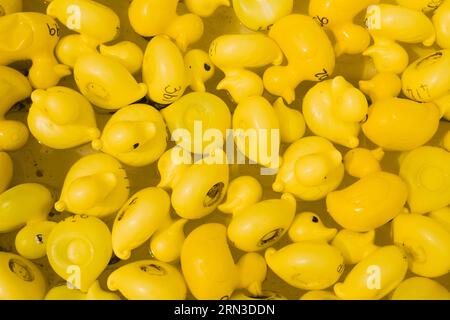 Blick von oben auf Eine große Sammlung von Yellow Toy Plastic Ducks, Großbritannien Stockfoto