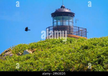 Frankreich, Cotes d'Armor, Perros Guirec, Naturschutzgebiet Sept Iles, Leuchtturm von Île aux Moines (Enez AR Breur oder Jentilez) Stockfoto