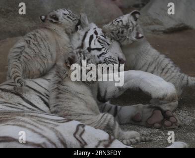 (150415) -- TOKIO, 15. April 2015 -- Junge weiße Tiger spielen mit ihrer Mutter Carla im Tobu Zoo in Saitama, Japan, 15. April 2015. ) JAPAN-SAITAMA-WHITE TIGER Stringer PUBLICATIONxNOTxINxCHN Tokio 15. April 2015 Weißes TIGERJUNGES Spielen mit ihrer Mutter Carla IM Tobu Zoo in Saitama Japan 15. April 2015 Japan Saitama White Tiger Stringer PUBLICATIONxNOTxINxCHN Stockfoto