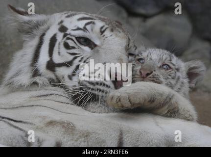 (150415) -- TOKIO, 15. April 2015 -- Ein weißes Tigerjunges und sein Moter spielen im Tobu Zoo in Saitama, Japan, 15. April 2015. ) JAPAN-SAITAMA-WHITE TIGER Stringer PUBLICATIONxNOTxINxCHN Tokio 15. April 2015 ein JUNGTIER DES weißen Tigers und sein Motter spielen IM Tobu Zoo in Saitama Japan 15. April 2015 Japan Saitama White Tiger Stringer PUBLICATIONxNOTxINxCHN Stockfoto