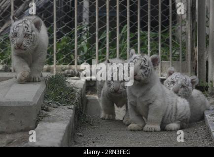 (150415) -- TOKIO, 15. April 2015 -- Junge von weißen Tigern werden im Tobu Zoo in Saitama, Japan, 15. April 2015 gesehen. ) JAPAN-SAITAMA-WHITE TIGER Stringer PUBLICATIONxNOTxINxCHN Tokio 15. April 2015 White Tiger Cubs sind Seen IM Tobu Zoo in Saitama Japan 15. April 2015 Japan Saitama White Tiger Stringer PUBLICATIONxNOTxINxCHN Stockfoto