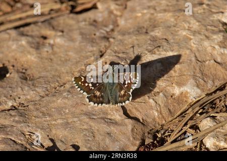 Cinquefoil Skipper (Pyrgus cirsii) alias Carline Skipper (Pyrgus carlinae) Pyrenäen Spanien es August 2023 Stockfoto