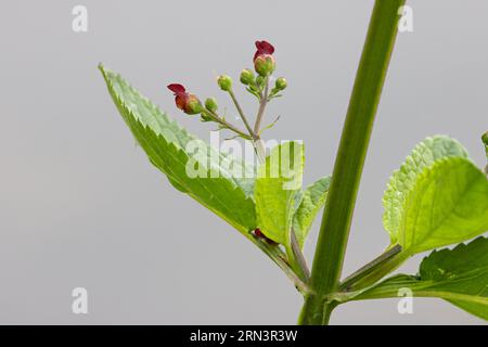 Wasserfigkraut (Scrophularia auriculata) Norfolk Juni 2023 Stockfoto