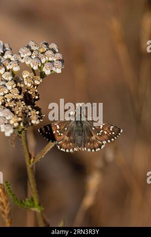 Cinquefoil Skipper (Pyrgus cirsii) alias Carline Skipper (Pyrgus carlinae) an Gemeiner Schafgarbe (Achillea millefolium) Pyrenäen Spanien es August 2023 Stockfoto