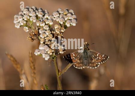 Cinquefoil Skipper (Pyrgus cirsii) alias Carline Skipper (Pyrgus carlinae) an Gemeiner Schafgarbe (Achillea millefolium) Pyrenäen Spanien es August 2023 Stockfoto