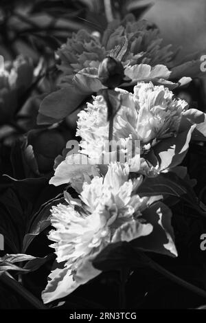 Foto Pfingstrose (lat. Paeónia) - Gattung der krautigen Stauden. Die einzige Gattung der Familie Pfingstrose (Paeoniaceae). Gartenblumen Stockfoto