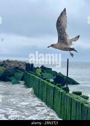 Große Möwe entlang der Atlantikküste in Brighton Beach, Brooklyn, New York. Stockfoto