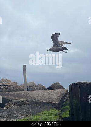 Große Möwe entlang der Atlantikküste in Brighton Beach, Brooklyn, New York. Stockfoto