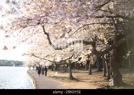Kirschblüten am Tidal Basin in Washington DC | WASHINGTON D.C., Vereinigte Staaten — Kirschblüten wölben sich über einen Uferweg am Tidal Basin, während Besucher im frühen Frühling unter dem Baldachin spazieren gehen. Die blühenden Bäume stammen von einem Geschenk von 3.020 Bäumen aus der Stadt Tokio aus dem Jahr 1912, die rund um das Becken und durch den West Potomac Park gepflanzt wurden. Die dominierende Yoshino-Sorte produziert die hier zu sehenden blassrosa bis weißen Blüten, die jeden Frühling etwa zwei Wochen lang ihren Höhepunkt erreichen. Stockfoto