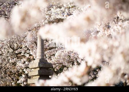 WASHINGTON DC, Vereinigte Staaten – die japanische Pagode steht umgeben von einer blühenden Kirschblüte, ein Beweis für die kulturellen Beziehungen zwischen den USA und Japan. Das in der Nähe des Gezeitenbeckens gelegene Steindenkmal fügt einen Hauch traditioneller japanischer Architektur inmitten des Meeres mit rosa und weißen Blüten hinzu und spiegelt die historische Verbindung zwischen den beiden Nationen wider. Stockfoto