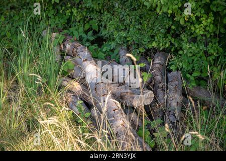 Alte abgesägte Baumstämme neben hohen Gräsern. Hochwertige Fotos Stockfoto