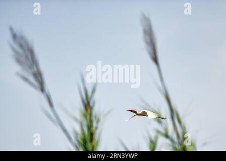 (150430) -- NAKHON SAWAN, 30. April 2015 -- Ein Rinderreiher (Bubulcus ibis) schwebt über einer Insel in Bueng Boraphet, einem Süßwassersumpf und See in Nakhon Sawan, Zentralthailand, 30. April 2015. Auf einer Fläche von 212,38 Quadratkilometern beherbergt Bueng Boraphet fast 200 Tier- und Pflanzenarten. Der See ist zwischen September und März ein Ziel für Zugvögel. )(bxq) THAILAND-NAKHON SAWAN-BUENG BORAPHET-WETLAND LixMangmang PUBLICATIONxNOTxINxCHN Nakhon SAWAN April 30 2015 ein Vieh Egret Bubulcus Ibis nach Island in Bueng ein Süßwassersumpf und See in Nakhon Sawan CEN Stockfoto