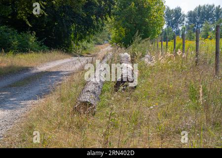 Alte abgesägte Baumstämme neben einer Schotterstraße und einem Zaun Stockfoto