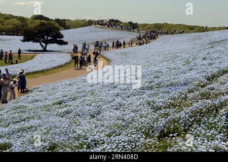 (150501) -- IBARAKI, 1. Mai 2015 -- Menschen gehen auf einem Hügel, der mit Nemophila menziesii-Blüten bedeckt ist, auch bekannt als Baby Blue Eyes, in voller Blüte im Hitachi Seaside Park in Hitachinaka, Präfektur Ibaraki, Japan, 1. Mai 2015. ) JAPAN-IBARAKI-BABY BLUE EYES MaxPing PUBLICATIONxNOTxINxCHN Ibaraki 1. Mai 2015 Berühmtheiten gehen AUF einem Hügel, der mit Nemophila menziesii Blumen bedeckt ist, so bekannt als Baby Blue Eyes in Full Bloom im Hitachi Seaside Park in Hitachinaka Ibaraki Präfektur Japan 1. Mai 2015 Japan Ibaraki Baby Blue Eyes PUNOBLICTXCHNXN Stockfoto