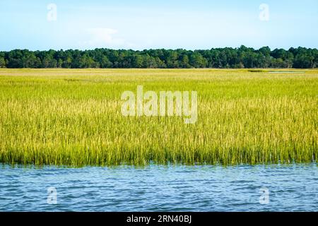 BULLYARD SOUND, South Carolina, USA – Eine ruhige Szene aus Schilf, Wasser und Himmel auf dem Lowcountry Waterway des Bullyard Sound, South Carolina. Die sumpfige Landschaft ist durch das Vorhandensein einheimischer Küstengräser, wahrscheinlich Spartina alterniflora, auch bekannt als glattes Schnurgras, gekennzeichnet. Dieses Gezeitenökosystem ist typisch für die Küste von South Carolina, spielt eine entscheidende Rolle in der Küstenökologie und bietet einen wichtigen Lebensraum für verschiedene Tierarten. Stockfoto