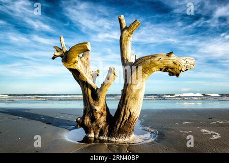 CAPERS ISLAND, South Carolina – Ein ruhiger Blick auf die unberührte Küste von Capers Island, einer der wenigen unerschlossenen Barriereinseln entlang der Küste von South Carolina. Die Insel ist für ihre natürliche Schönheit bekannt und bietet Besuchern einen seltenen Einblick in die unberührte Küstenlandschaft der Region. Stockfoto