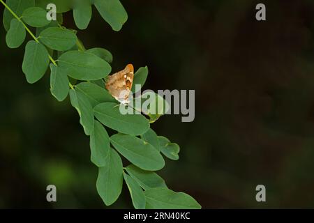 Lila Kaiser (Apatura Iris), Frankreich, August 2023 Stockfoto