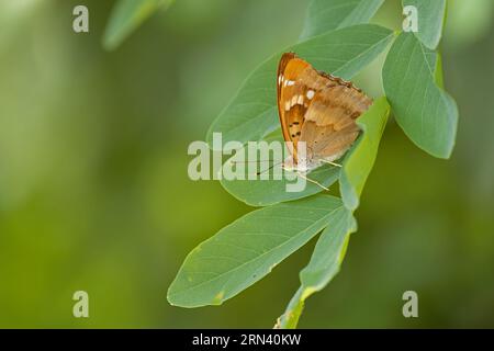 Lila Kaiser (Apatura Iris), Frankreich, August 2023 Stockfoto