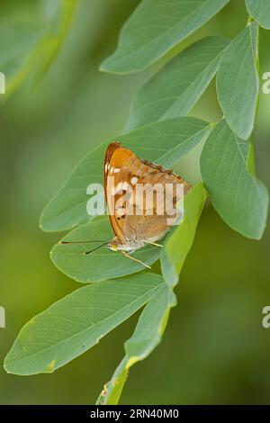 Lila Kaiser (Apatura Iris), Frankreich, August 2023 Stockfoto