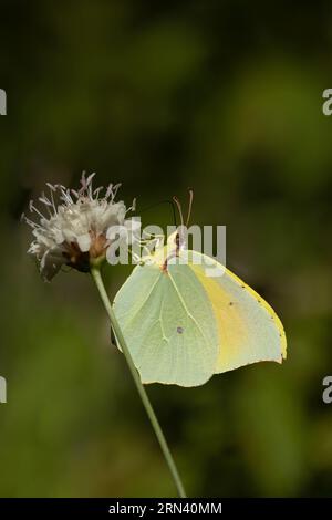 Cleopatra (Gonepteryx cleopatra) männliche Pyrenäen Spanien August 2023 Stockfoto